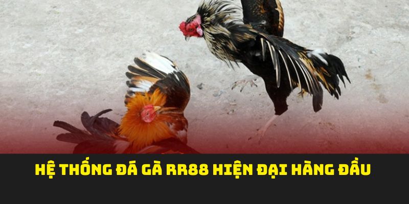 Hệ thống đá gà RR88 hiện đại hàng đầu