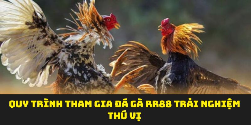 Quy trình tham gia đá gà RR88 trải nghiệm thú vị